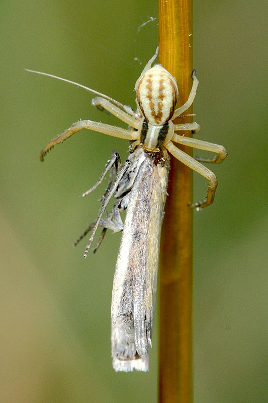 Predatori di farfalle